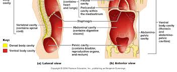 Feel free to browse at our anatomy categories and we hope you can find your inspiration here. Http Www Lamission Edu Lifesciences Alianat1 Chap1 Anatomical 20terminology Pdf