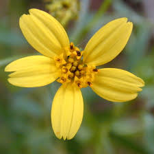 Image result for Bidens crocea