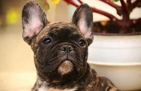 Looking to adopt a frenchie hide this posting restore restore this posting. French Bulldog Description Energy Level Health Image And Interesting Facts