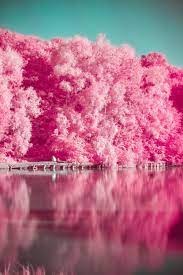 Pink tinsel artificial christmas tree. Pink Trees Beside Body Of Water During Daytime Photo Free Pink Image On Unsplash