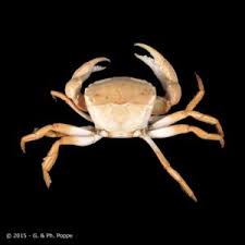 Image result for Hippocratea crenata