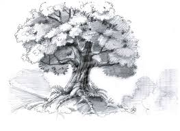 There is a belief that roots tend to stay under a tree's leaf canopy. Drawing Lesson Draw A Tree With Leaves Steemit
