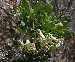 Image result for Lycium acutifolium