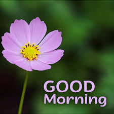 While refining the skin texture, the cleanser will help cleanse with no stripping. Brighten Up The Day Of Your Friends With Good Morning Flowers Images Good Morning Images Quotes Wishes Messages Greetings Ecards