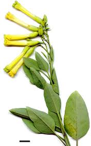 Image result for Nicotiana glauca