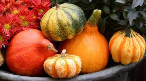 Kurbissorten In Der Ubersicht Nicht Alle Schonen Kurbisse Sind Auch Essbar Quelle Imago Essbare Kurbisse Gefullter Kurbis Kurbisse