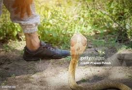Image result for Snake Bite
