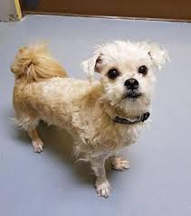 Check spelling or type a new query. Perth Amboy Nj Maltese Meet Malti A Weet Special Needs Dog For Adoption Kitten Adoption Dog Adoption Pets