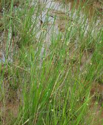 Image result for Schoenoplectiella articulata