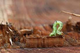They are on their own as soon as they are born. What Is An Inchworm Learn About Inchworms In The Garden
