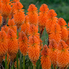 Tips and inspiration to get growing. New Proven Winners Perennials For 2019 Walters Gardens Inc