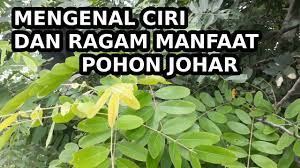 Temukan 100.000 pilihan gambar daun menakjubkan, unduh gratis gambar daun bidara & kelor. Mengenal Ciri Dan Ragam Khasiat Pohon Johar Youtube