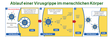 Ansteckung Und Verlauf Einer Grippe Influenza Grippe Dauer