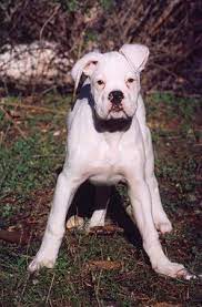 Simba The White Boxer Puppy At 4 Months Old White Boxer Dogs Boxer Dogs White Boxer Puppies