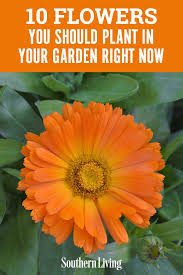 These are some of the plants that come into flower in early spring: 10 Flowers You Should Plant In Your Garden Right Now Early Spring Flowers Plants Southern Garden