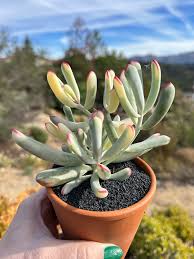 Image result for Cotyledon barbeyi