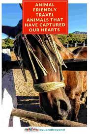 Animal Friendly Travel Tourism Travel Writers On Their Animal Encounters Travel And Tourism Travel Writer Wildlife Travel