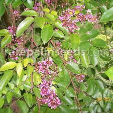 Image result for Averrhoa carambola