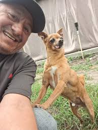 Rescue of Stray Dog Spotted at Pineview