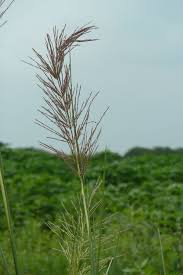 Image result for Chrysopogon