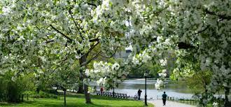 Maybe you would like to learn more about one of these? Where To Find Spring Blooms In Central Park Central Park Conservancy