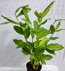 Image result for Aframomum mala