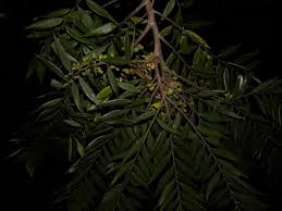 Image result for Xylopia acutiflora