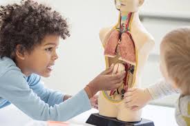 Did you know the human body is made up of over 100 trillion cells, has 206 bones, 320 pairs of muscles and five vital organs? 30 Interesting Facts Diagram Parts Of Human Body For Kids