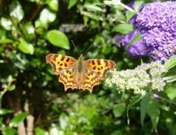 What flowers attract butterflies and % hummingbirds? 10 Best Plants For Bees And Butterflies