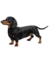 With thousands of weiner dog puppies for sale and hundreds of weiner dog dog breeders, you're sure to find the perfect weiner dog puppy. Dachshund Puppies For Sale Gender Male