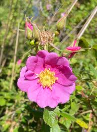 Image result for Rosaceae