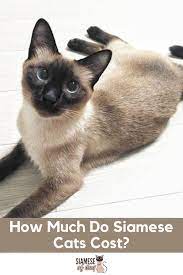 How Much Do Siamese Cats Cost Siamese Cats Cats Purebred Cats