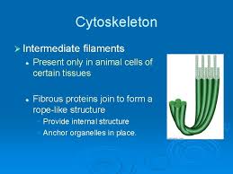 Mar 19, 2011 · organelles that animal cells contain that plant cells do not are:lysosomes membrane bound sac of hydrolytic enzymes that break down material and prevent the digestion of the cell itselfcentrioles. Cell Structure And Function Cell Structure All Cells