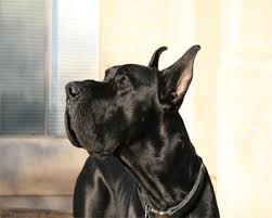 Breeder and lover of great danes. About Us Ebjgreatdanes