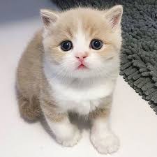 Top 72 Funny Cats And Kittens Pictures Baby Cats Cute Cats Kittens Cutest