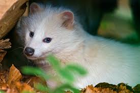 Although some of these animals are common, some others are rare, or even critically endangered. 40 Rare And Unique Exotic Pets 2021 List Pethelpful