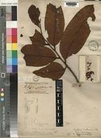 Image result for Xylopia rubescens
