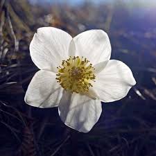 Types of white flowers and their names. 33 Pretty Flower Images Best Types Of Flowers For Your Garden