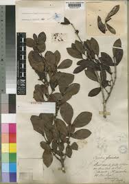 Image result for Pyrostria