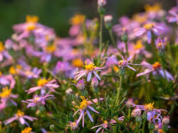 Image result for Felicia filifolia