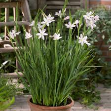 Image result for Hesperantha