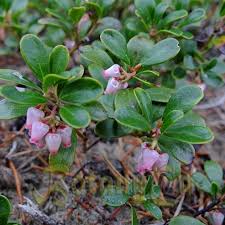 Image result for Dioscorea asteriscus