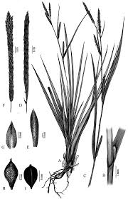 Image result for Carex runssoroensis