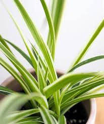 Image result for Chlorophytum pauper