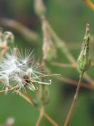 Image result for Lactuca setosa