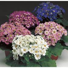 Image result for Cineraria
