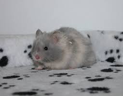 Are Black And White Syrian Hamsters Rare Silverblue Tts Lh Syrian Hamster Pets Animals