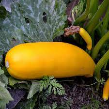 High yielding for an heirloom zucchini variety. Golden Zucchini Summer Squash Garden Seeds 1 Oz Non Gmo Heirloom Vegetable Gardening Seed Walmart Com Walmart Com