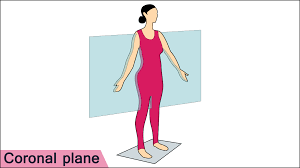 Coronal Plane Human Anatomical Greys Anatomy