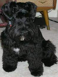 Lonestar farms' miniature, toy and teacup schnauzer puppies. Pin By Norma Fernandez On Schnauzers Schnauzer Puppy Miniature Schnauzer Schnauzer